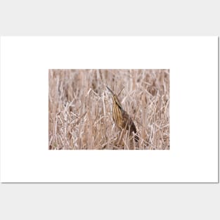 Camouflaged - American Bittern Posters and Art